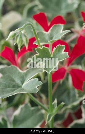 Pelargonium 'Evke"(Geranie) Stamm mit Knospen und Blätter der bunten Efeu blätterige Pelargonien. Auch bekannt als Pac Evke. Stockfoto