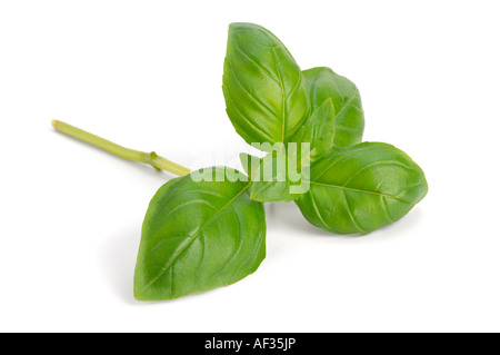 Zweig frisches Basilikum Stockfoto