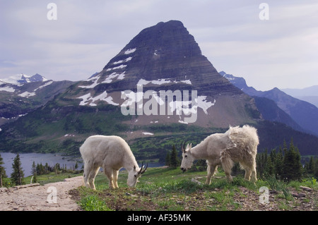 Bergziege Oreamnos Americanus Erwachsene mit Sommer Mäntel Mantel ein vergießen Winter Hidden Lake Glacier Nationalpark Montana Stockfoto