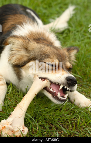 Hund einen Knochen Essen genießen Stockfoto