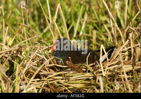 (Common Gallinule Gallinula galeata) sitzen auf nest Wakodahatchee Feuchtgebiete Delray Beach, Florida USA Stockfoto