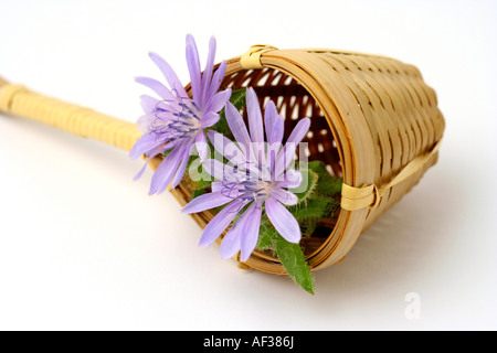 Chicorée (Cichorium Intybus) Stockfoto