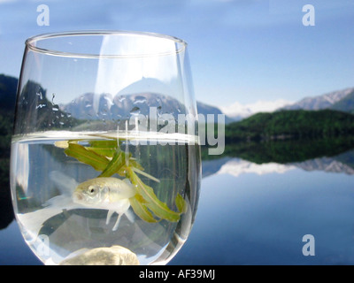 Fisch in einem Glas Wasser Stockfoto