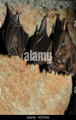 Jamaikanischen Früchte fressende Fledermaus (Artibeus Jamaicensis), Gruppe auf Höhle Stockfoto