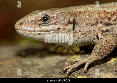 vivipare Eidechse, europäischen gemeinen Eidechse (Lacerta Vivipara, Zootoca Vivipara), Porträt, Deutschland, Bayern Stockfoto