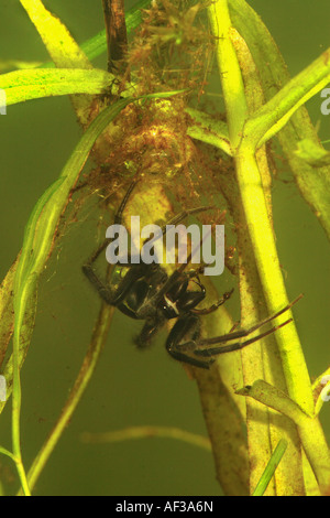 Europäische Wasserspinne (Argyroneta Aquatica), weibliche baut Luftpolster, Deutschland, Bayern, Chiemsee Stockfoto