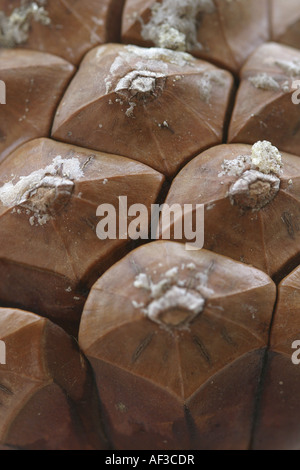 Föhre, Scots Kiefer (Pinus Sylvestris), Detail eines Kegels, Kegel-Skalen Stockfoto