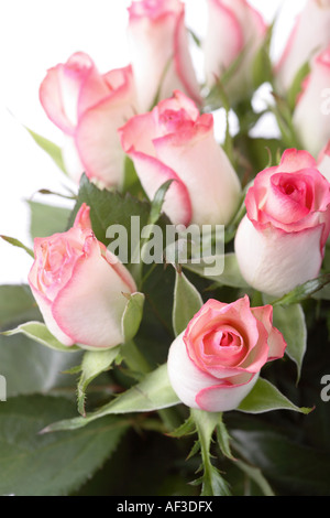 Rose (Rosa spec.), Strauß Rosen Stockfoto