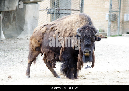 Amerikanische Bisons im Brookfield Zoo Stockfoto