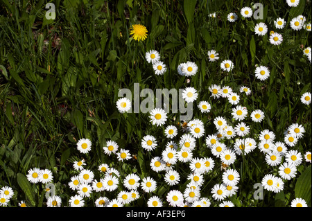 Gmunden, Österreich. Schöne Aussicht. Gänseblümchen Stockfoto