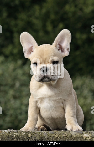 Französische Bulldogge (Canis Lupus F. Familiaris), Welpe sitzt auf einer Treppe Stockfoto