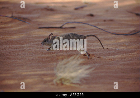 Größeren Stick Nest Ratte Leporillus conditor Stockfoto