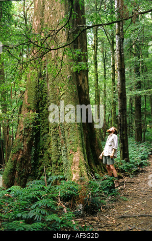 Man blickte zu riesigen Eberesche Baum Eukalyptus Regnans im Wald Stockfoto
