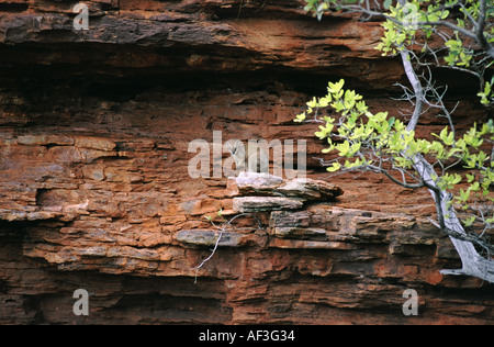 Kurze eared Rock Wallaby Petrogale Brachyotis in natürlichen Klippe Lebensraum Stockfoto