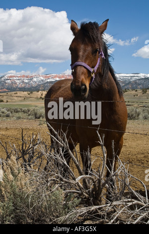 Pferd in der Nähe von Eingang des Bryce-Canyon-Nationalpark, Utah Stockfoto