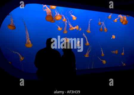 Ein paar schaut eine Qualle Tank in Monterey Bay Aquarium Kalifornien. © Craig M. Eisenberg Stockfoto