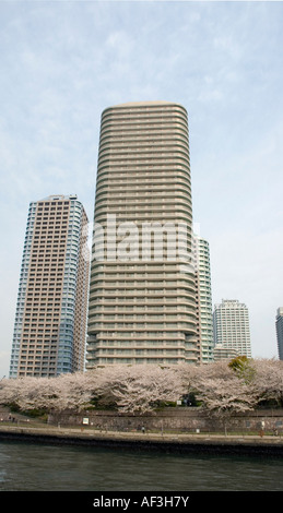 Mehrfamilienhäuser und Kirschblüten auf dem Sumida-Fluss, Stockfoto