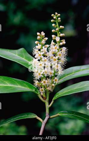 Laurel Blumen hautnah Stockfoto