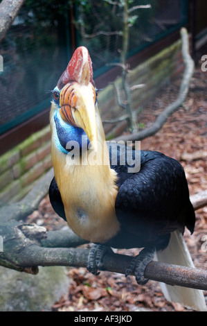 Sulawesi faltige Hornbill. Calao ein Cimier. Sulawesi-Hornvogel. Aceros cassidix Stockfoto