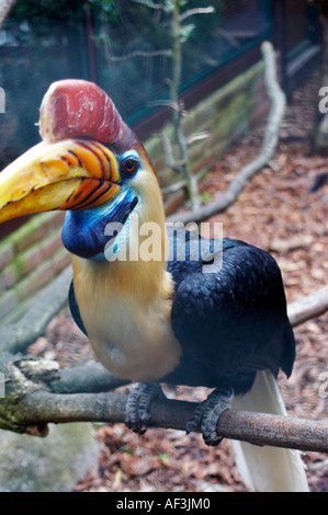 Sulawesi faltige Hornbill. Calao ein Cimier. Sulawesi-Hornvogel. Aceros cassidix Stockfoto