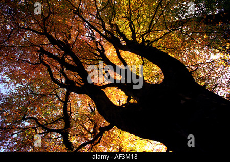 Herbstfarben in den Bäumen auf Exmoor in Somerset UK Stockfoto