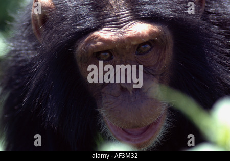 Nach Pan troglodytes Stockfoto