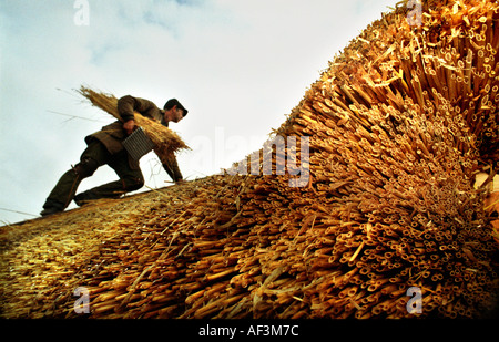 Master Thatcher am Arbeitsplatz in Dorset UK Stockfoto