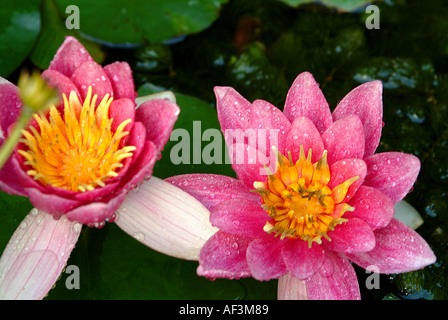 Rosa Seerose schwimmende mit Lilie Blätter im Hintergrund Stockfoto