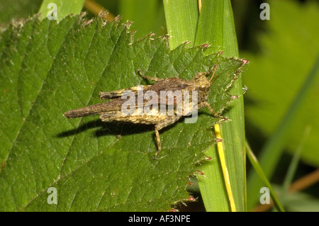 Schlanke Groundhopper, Tetrix Subulata auf Nesselblatt. UK, Kent, Juni Stockfoto