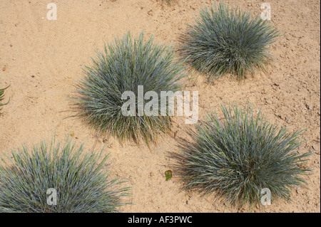 Poaceae - Festuca ovina Stockfoto