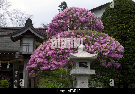 Frühling blühen im Chichibu-Tama-Kai Nationalpark im Mitake Japan Stockfoto