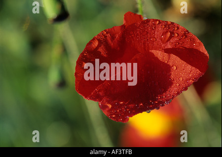 Blühendes rotes Feld Mohn wächst auf der Wildblumenwiese Cairngorms National Park, Schottland, Großbritannien Stockfoto