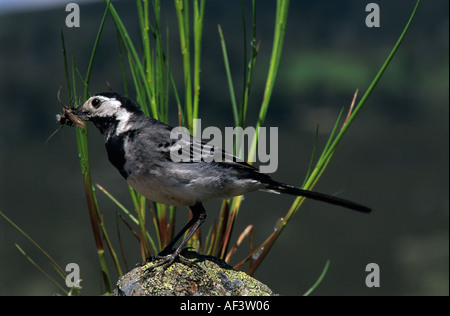 Der Riedwagtail (Motacilla alba) ist ein bekannter schwarz-weißer einheimischer britischer Vogel in der Nähe des Nestes, mit einem weißen Gesicht, einem weißen Bauch und weißen Balken an den Flügeln Stockfoto