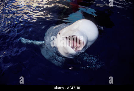 Beluga-Wal oder Meer Kanarische Delphinapterus Leucas wie andere Zirkumpolare Einwohner wie die Eisbären die Belugas, bekannt für Stockfoto