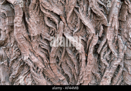 Bellen Detail von White Willow, Ungarn / (Salix Alba) Stockfoto