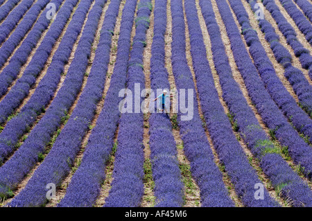 Landwirt Andrew Elms Ernte seiner fünf Hektar Lavendel bei Lordington in der Nähe von Chichester in West Sussex Stockfoto