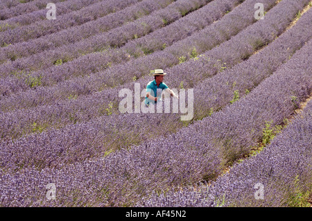 Landwirt Andrew Elms Ernte seiner fünf Hektar Lavendel bei Lordington in der Nähe von Chichester in West Sussex Stockfoto