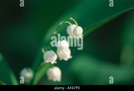 Lily Of The Valley, Deutschland / (Convallariaarten Majalis) Stockfoto