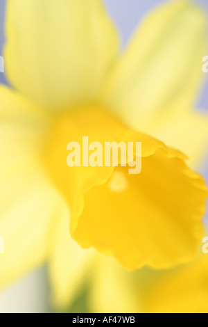 Narzisse golden gelbe Blume Makro Nahaufnahme Stockfoto