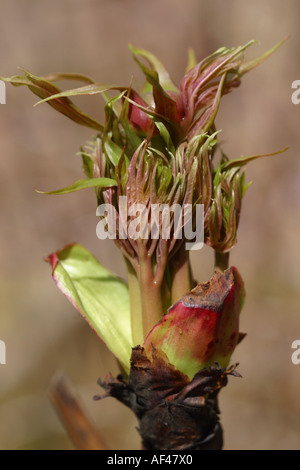 Pfingstrose-Pflanze mit Knospen frühe Anzeichen von Frühling Wachstum Stockfoto