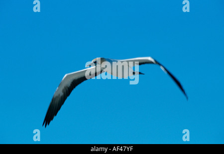 Cape Gannet, Western Cape, Südafrika / (Sula Capensis, Morus Capensis) Stockfoto