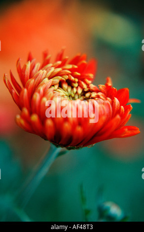 Dahlien blühen / (Dahlia spec.) Stockfoto