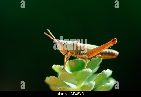 Gemeinsamen Meadow Grasshopper / (Chorthippus Parallelus) Stockfoto