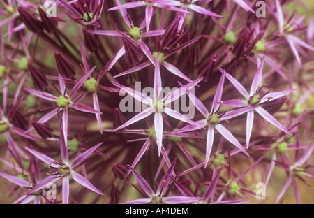 Silbrig-lila sternförmige Blüten bilden Kugel-wie Kopf der Blüte Knoblauch oder Zwiebeln Riese Blüte oder Allium albopilosum Stockfoto