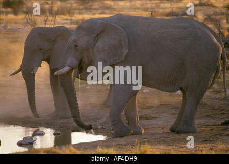 Zwei Elefanten (Loxodonta Africana) trinken an einer Wasserstelle in der Abend, Etosha Nationalpark, Namibia Stockfoto