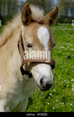 11 Tage alten Haflinger-Fohlen, portrait Stockfoto