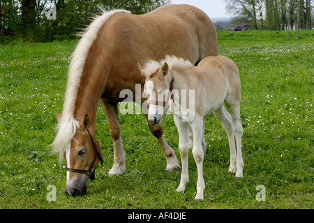 11 Tage alten Haflinger-Fohlen mit Mutter Auf der Weide Stockfoto