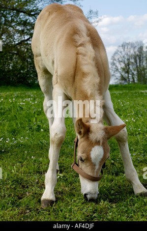 11 Tage alten Haflinger-Fohlen bei Weiden Stockfoto