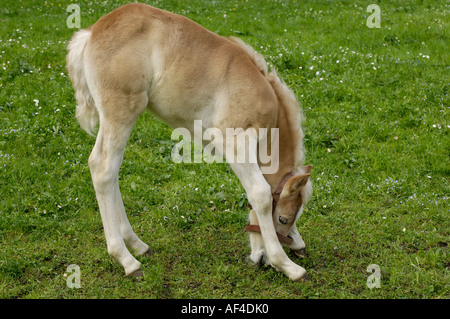 11 Tage alten Haflinger-Fohlen bei Weiden Stockfoto