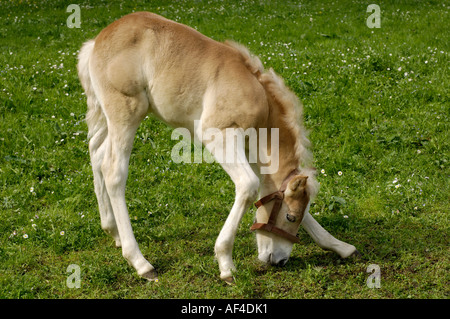 11 Tage alten Haflinger-Fohlen bei Weiden Stockfoto